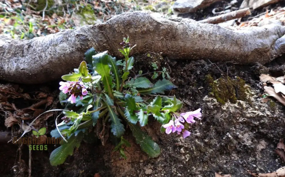 Arabis Collina Rosea Seeds For Planting: The Perfect Perennial Groundcover For Vibrant Spring