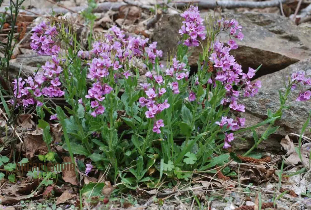 Arabis Collina Rosea Seeds For Planting: The Perfect Perennial Groundcover For Vibrant Spring