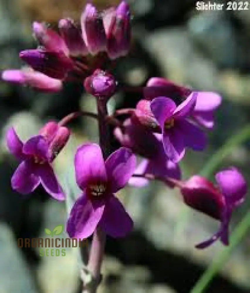 Arabis Koehleri Seeds For Planting: Exquisite Alpine Beauty For Your Garden - Discover Rare And