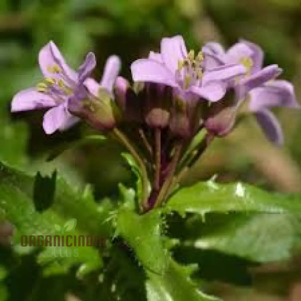 Arabis Koehleri Seeds For Planting: Exquisite Alpine Beauty For Your Garden - Discover Rare And