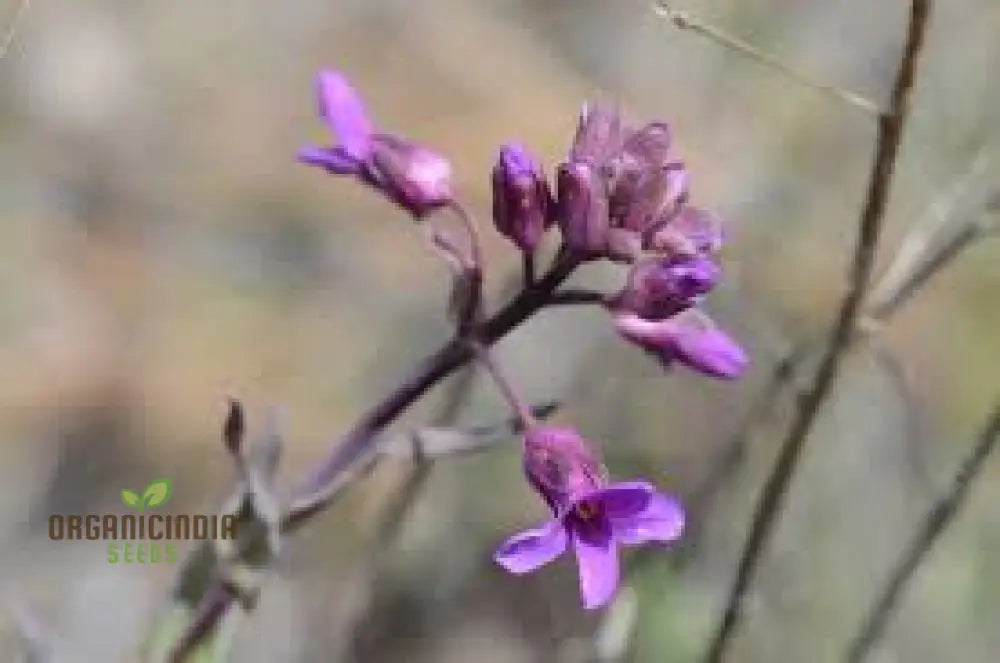 Arabis Koehleri Seeds For Planting: Exquisite Alpine Beauty For Your Garden - Discover Rare And