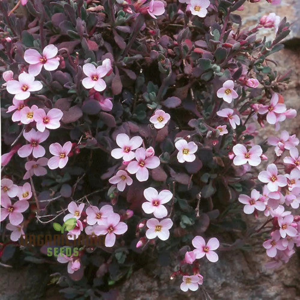 Arabis Purpurea For Planting: Exquisite Purple Rock Cress For Your Enchanting Garden Oasis - Shop