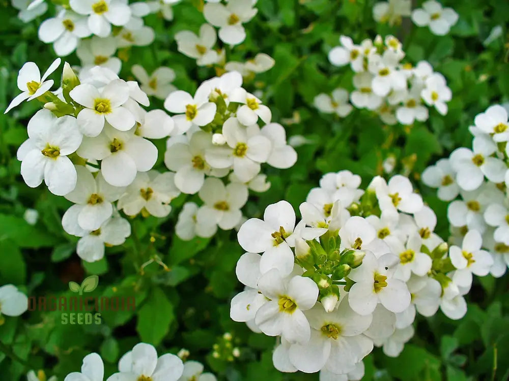 Arabis Snow Cap Flower Seeds Premium Garden For Beautiful Blooms Explore Gardening Seeds