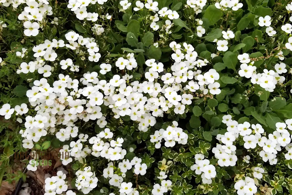 Arabis Snow Cap Flower Seeds Premium Garden For Beautiful Blooms Explore Gardening Seeds