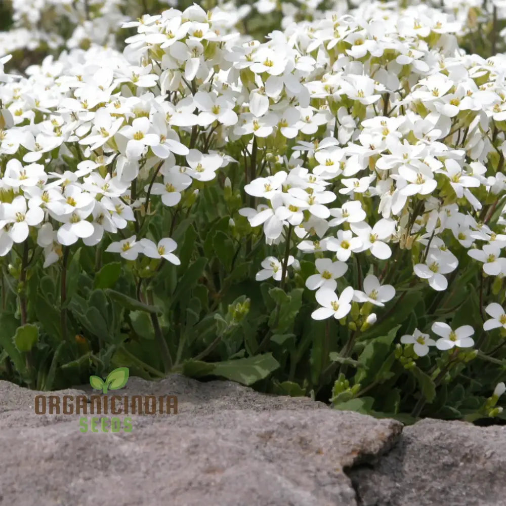 Arabis Snow Cap Flower Seeds Premium Garden For Beautiful Blooms Explore Gardening Seeds