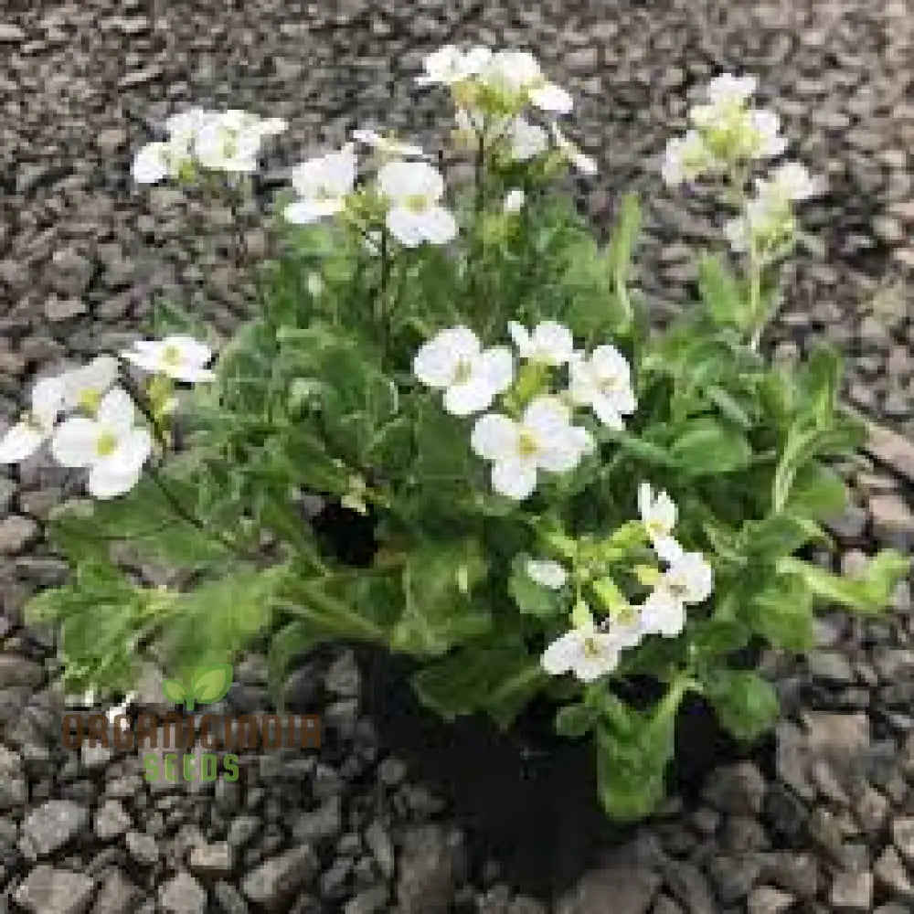 Arabis Snow Cap Flower Seeds Premium Garden For Beautiful Blooms Explore Gardening Seeds