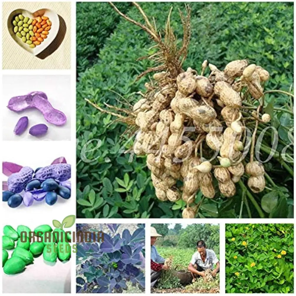 Arachis Hypogaea Bonsai Seeds - Rare Heirloom (100 Pcs) Vegetable