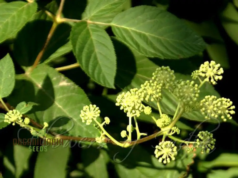 Aralia Cachemirica Seeds For Planting: Rare Botanical Marvel For Your Garden Oasis - Shop Now!’