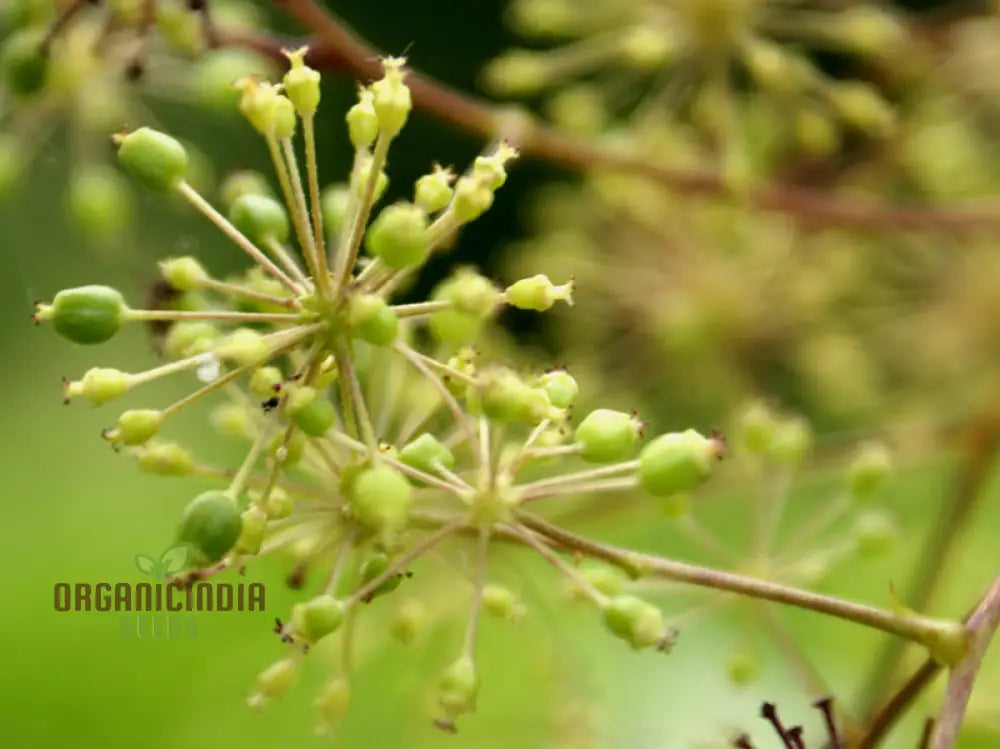 Aralia Cachemirica Seeds For Planting: Rare Botanical Marvel For Your Garden Oasis - Shop Now!’