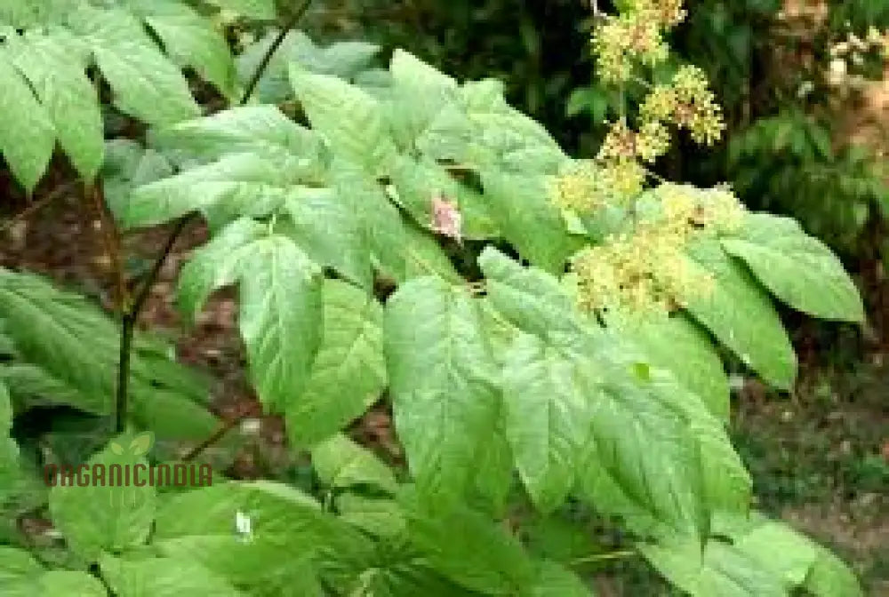 Aralia Cachemirica Seeds For Planting: Rare Botanical Marvel For Your Garden Oasis - Shop Now!’