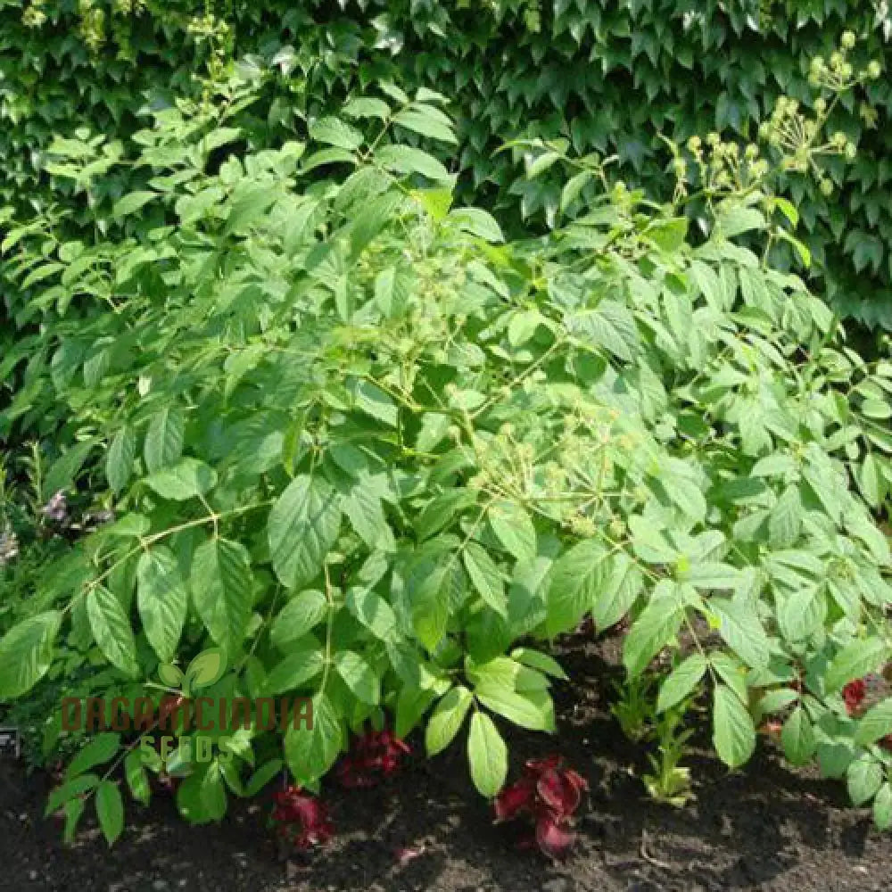 Aralia Cachemirica Seeds For Planting: Rare Botanical Marvel For Your Garden Oasis - Shop Now!’