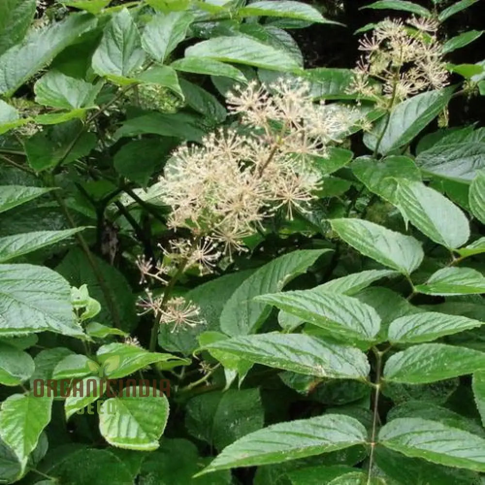 Aralia Cachemirica Seeds For Planting: Rare Botanical Marvel For Your Garden Oasis - Shop Now!’