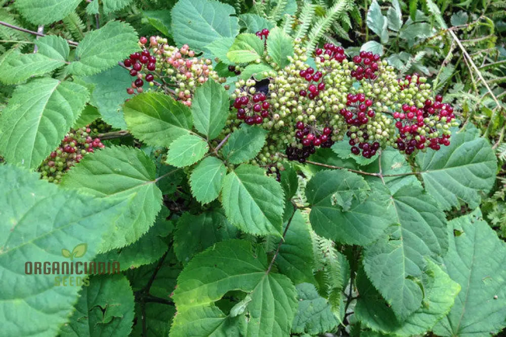 Aralia Racemosa Plant Seeds: Enhance Your Garden With Exquisite American Spikenard!