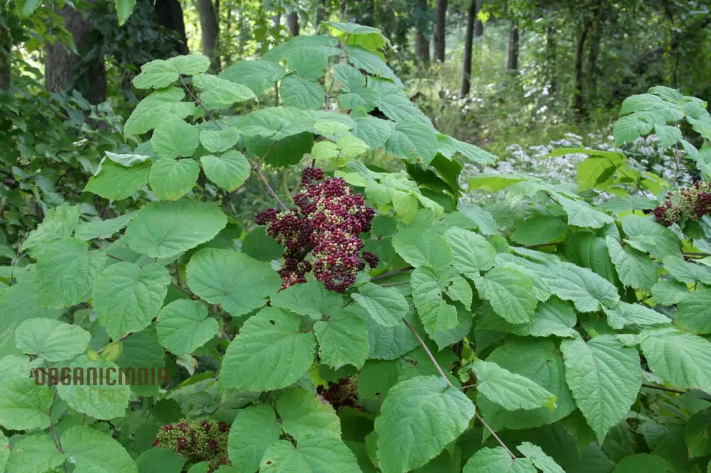 Aralia Racemosa Plant Seeds: Enhance Your Garden With Exquisite American Spikenard!