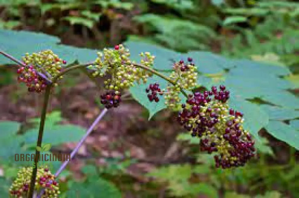 Aralia Racemosa Plant Seeds: Enhance Your Garden With Exquisite American Spikenard!