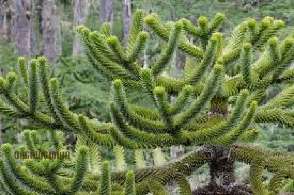 Araucaria Araucana Seeds For Planting: Your Guide To Cultivating And Caring For The Iconic Monkey