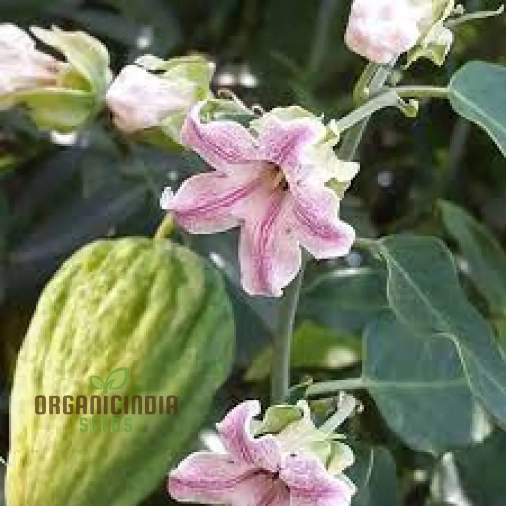 Araujia Sericifera Seeds For Planting: Captivating Butterfly Vine For Your Garden Oasis - Shop Now