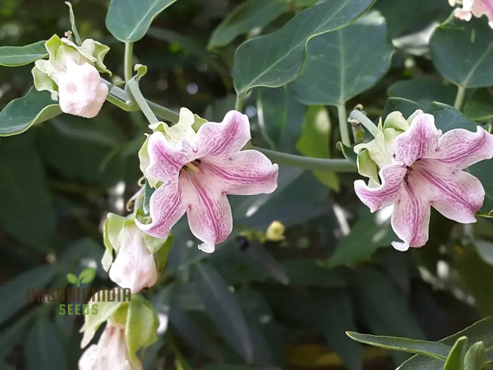 Araujia Sericifera Seeds For Planting: Captivating Butterfly Vine For Your Garden Oasis - Shop Now