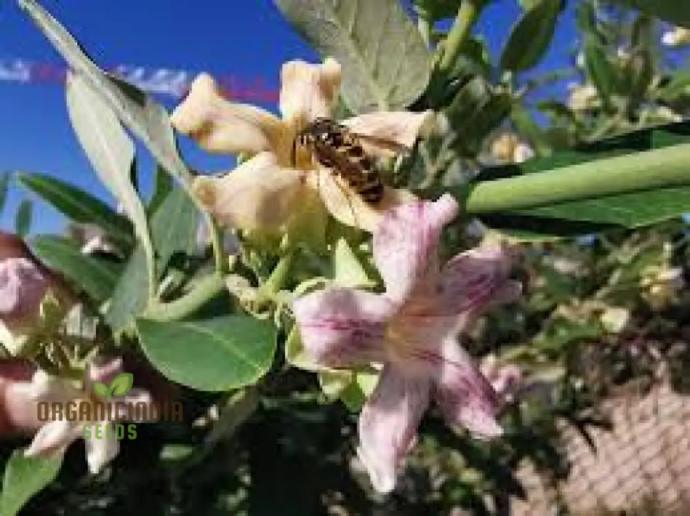 Araujia Sericifera Seeds For Planting: Captivating Butterfly Vine For Your Garden Oasis - Shop Now