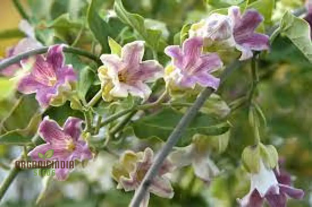 Araujia Sericifera Seeds For Planting: Captivating Butterfly Vine For Your Garden Oasis - Shop Now