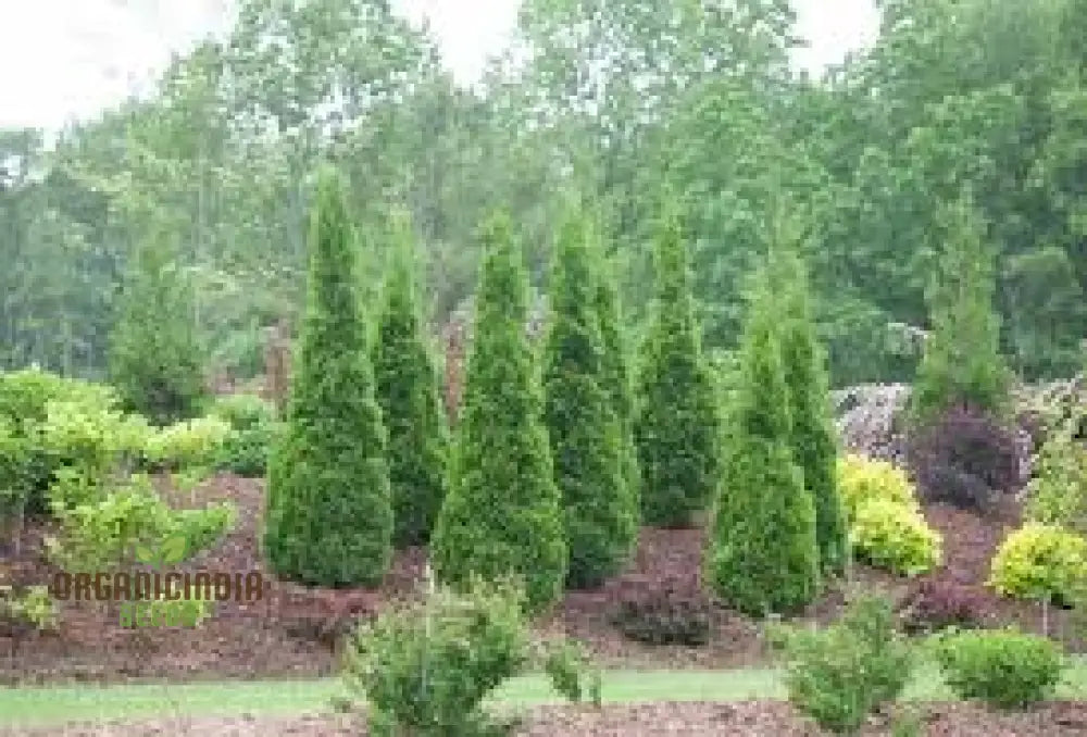 Arborvitae Shrub Seeds Planting - 100 Pcs Plant