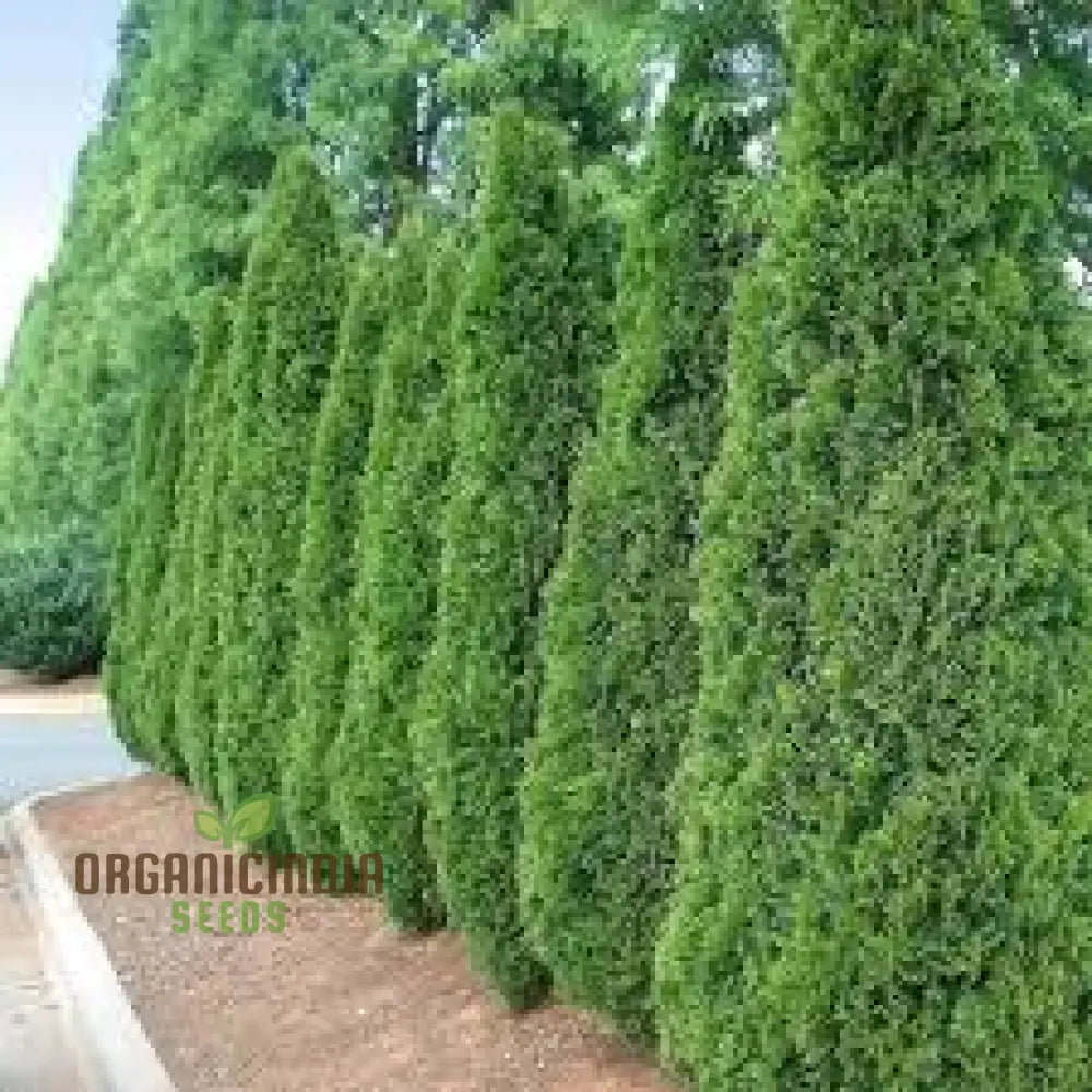 Arborvitae Shrub Seeds Planting - 100 Pcs Plant