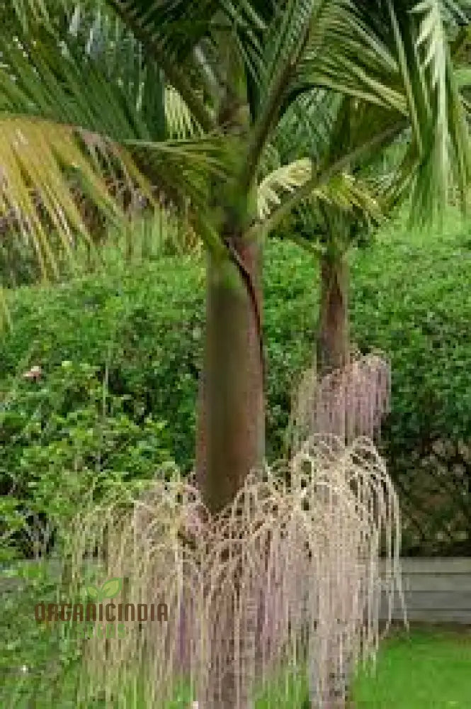 Archontophoenix Cunninghamiana Seeds For Planting: Grace Your Garden With Majestic King Palms’