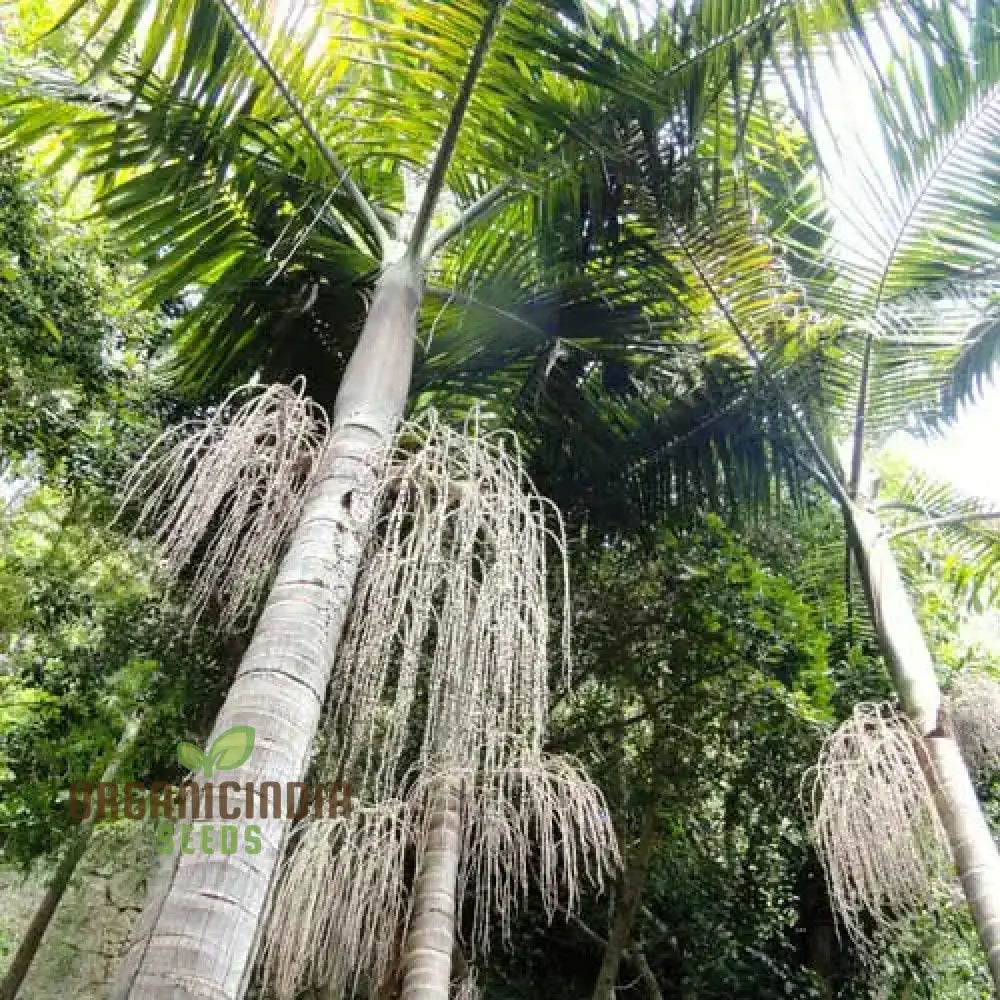 Archontophoenix Cunninghamiana Seeds For Planting: Grace Your Garden With Majestic King Palms’