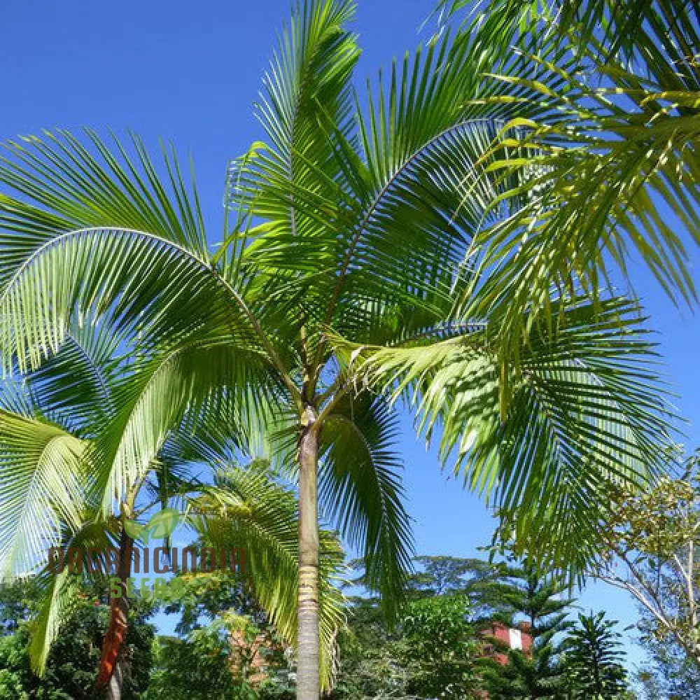 Archontophoenix Cunninghamiana Seeds For Planting: Grace Your Garden With Majestic King Palms’