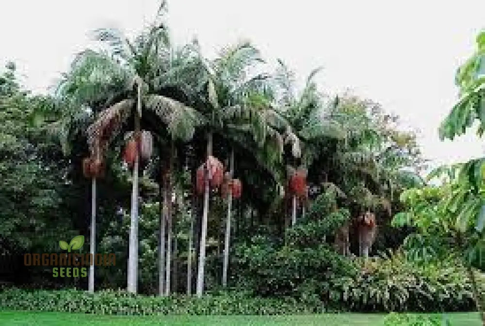 Archontophoenix Cunninghamiana Seeds For Planting: Grace Your Garden With Majestic King Palms’