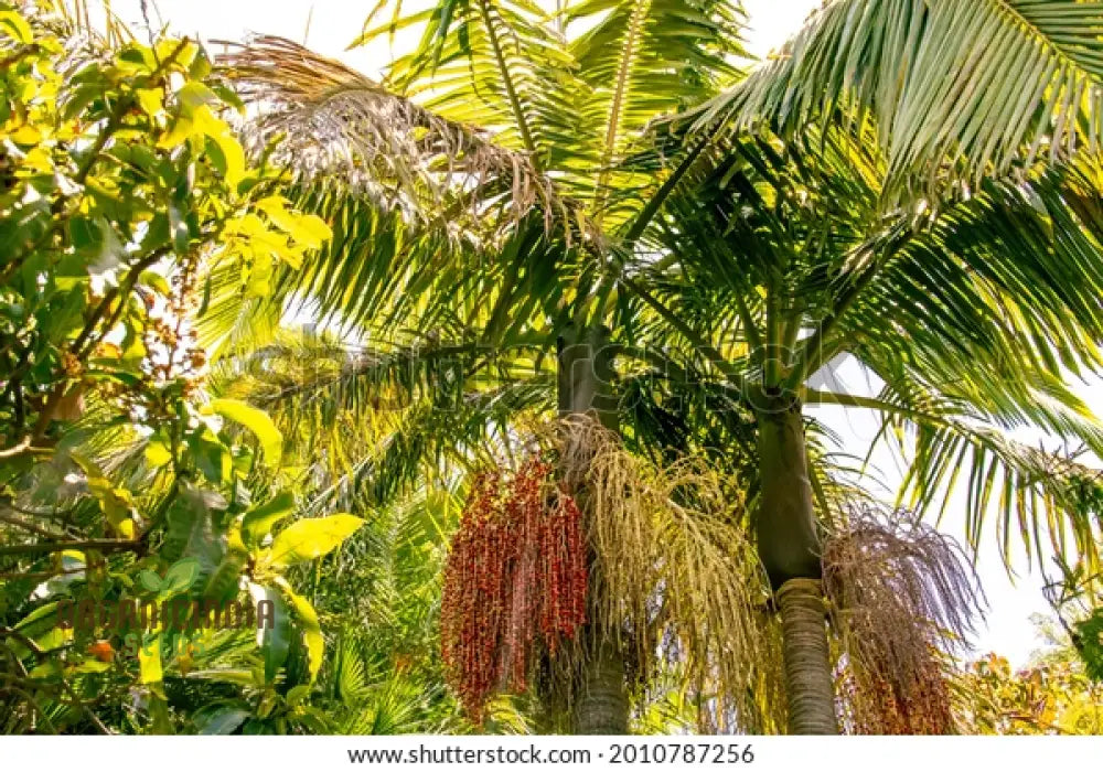 Archontophoenix Cunninghamiana Seeds For Planting: Grace Your Garden With Majestic King Palms’