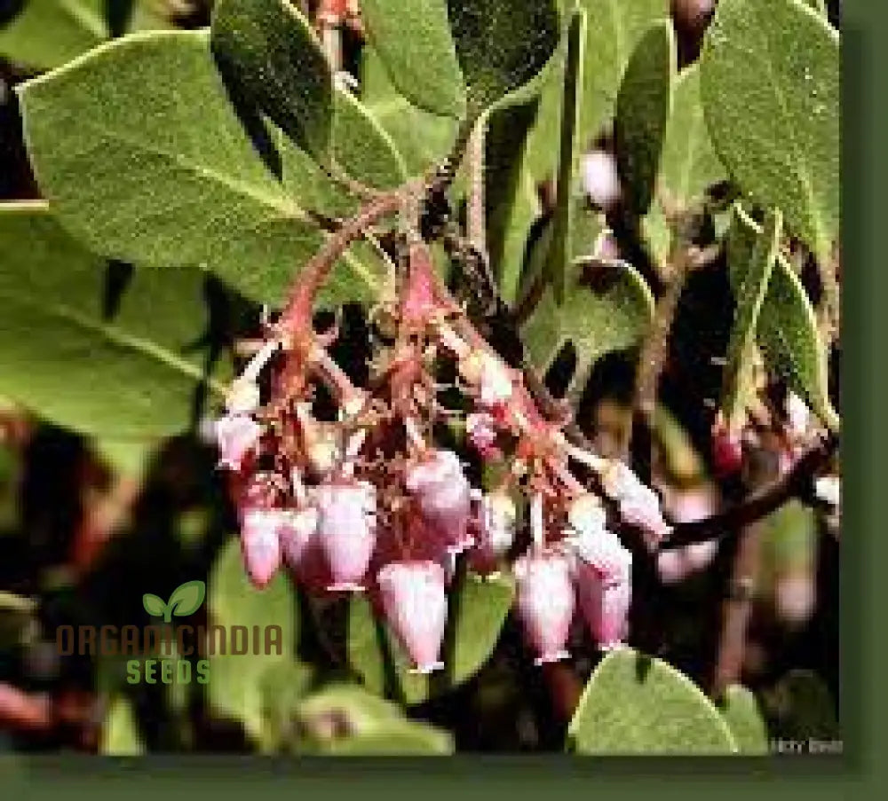 Arctostaphylos Manzanita Seeds Plant