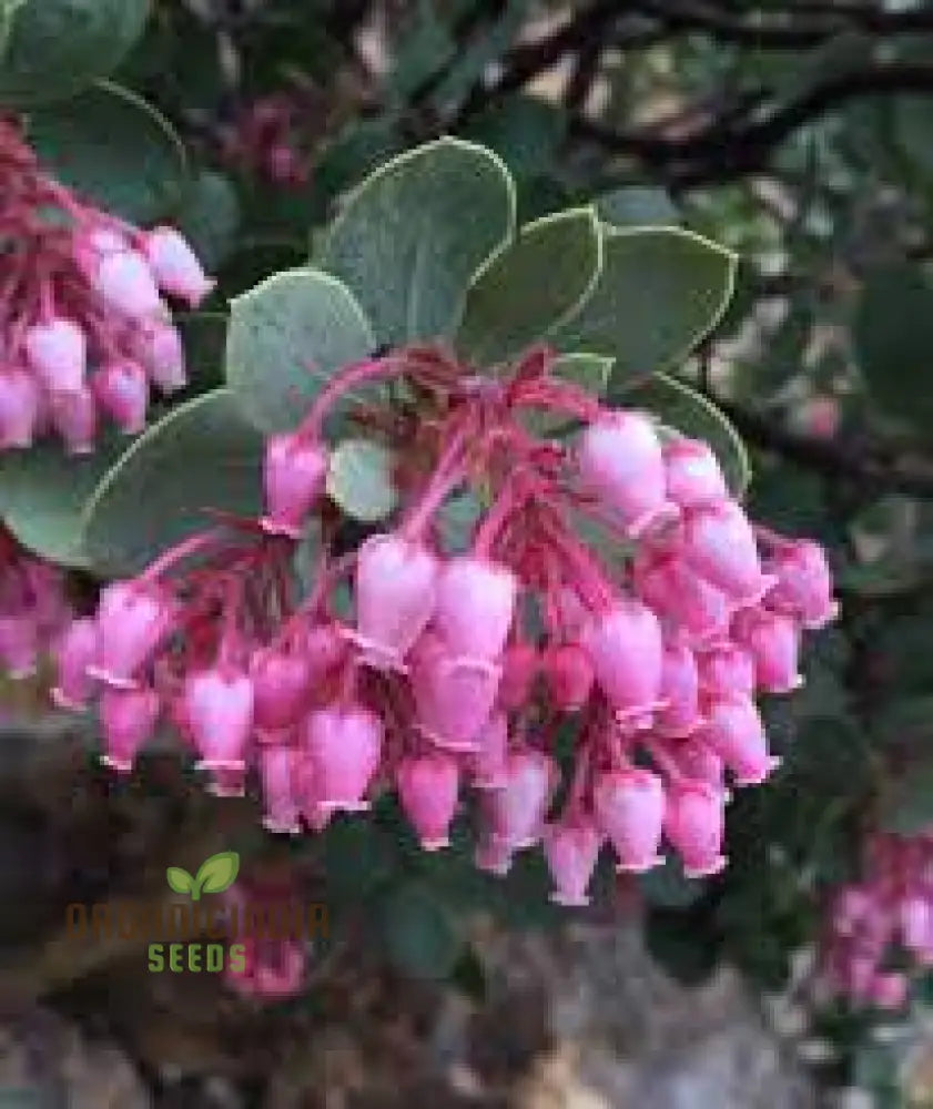 Arctostaphylos Manzanita Seeds Plant