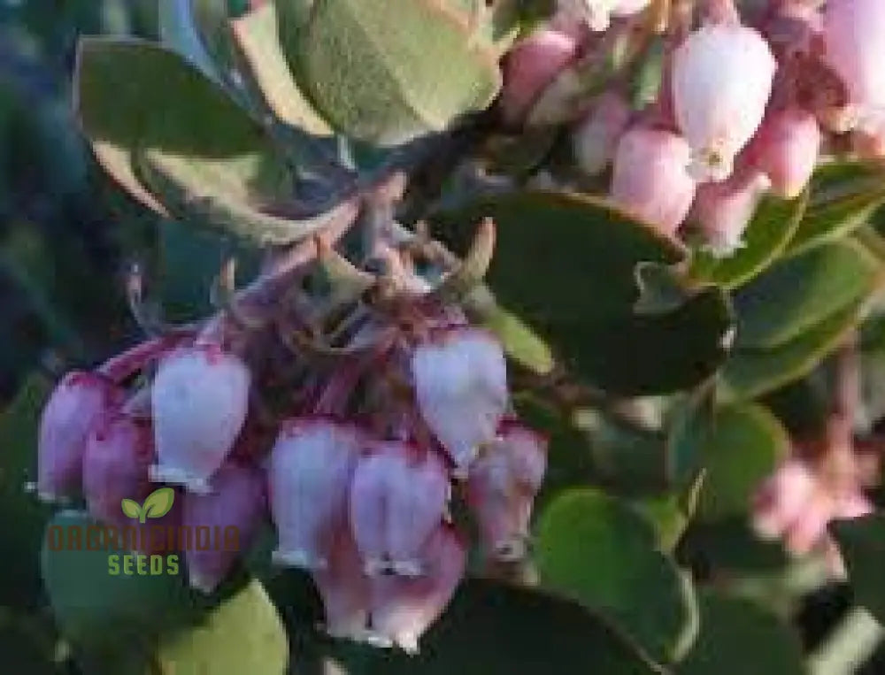 Arctostaphylos Manzanita Seeds Plant