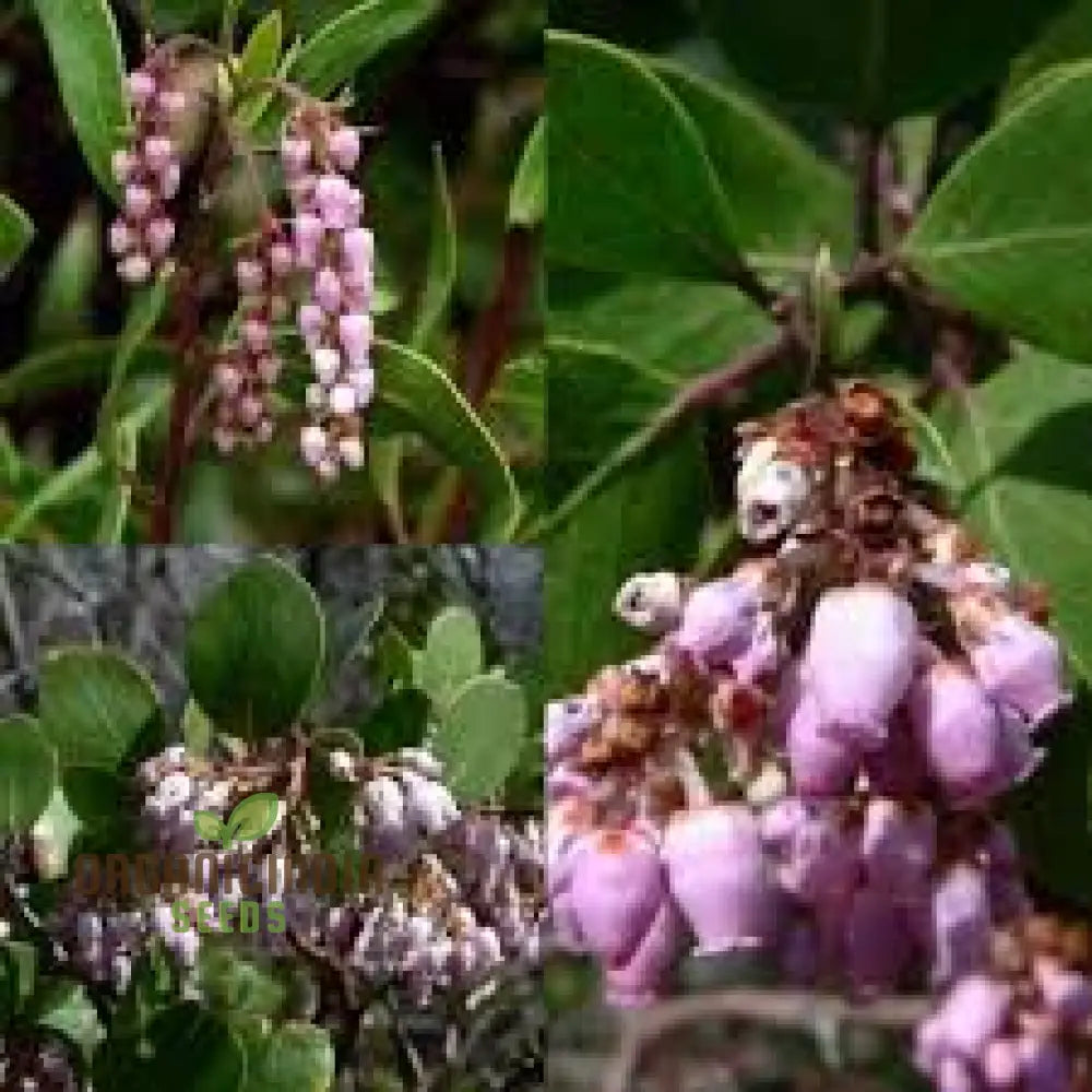 Arctostaphylos Manzanita Seeds Plant