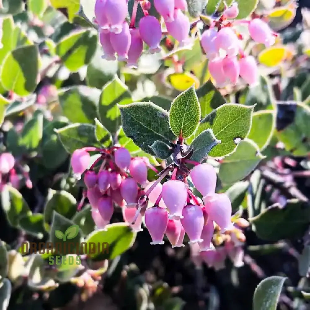 Arctostaphylos Manzanita Seeds Plant