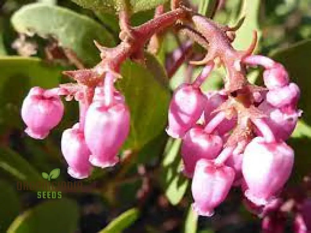 Arctostaphylos Manzanita Seeds Plant