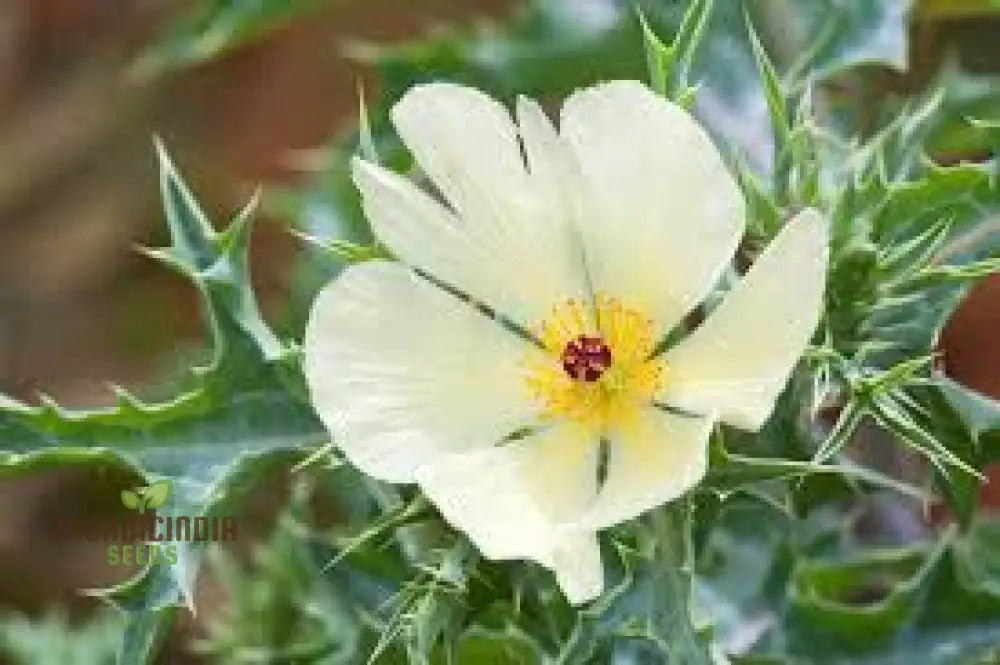 Argemone Ochroleuca Flower Seeds For Planting: Resplendent Yellow Prickly Poppy For Your Gardening