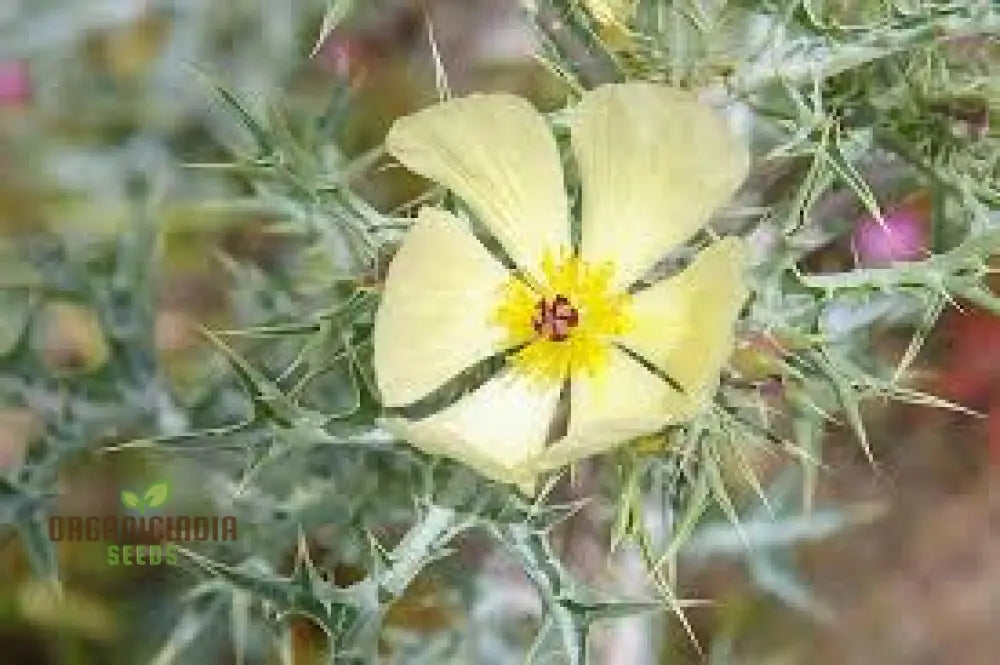 Argemone Ochroleuca Flower Seeds For Planting: Resplendent Yellow Prickly Poppy For Your Gardening