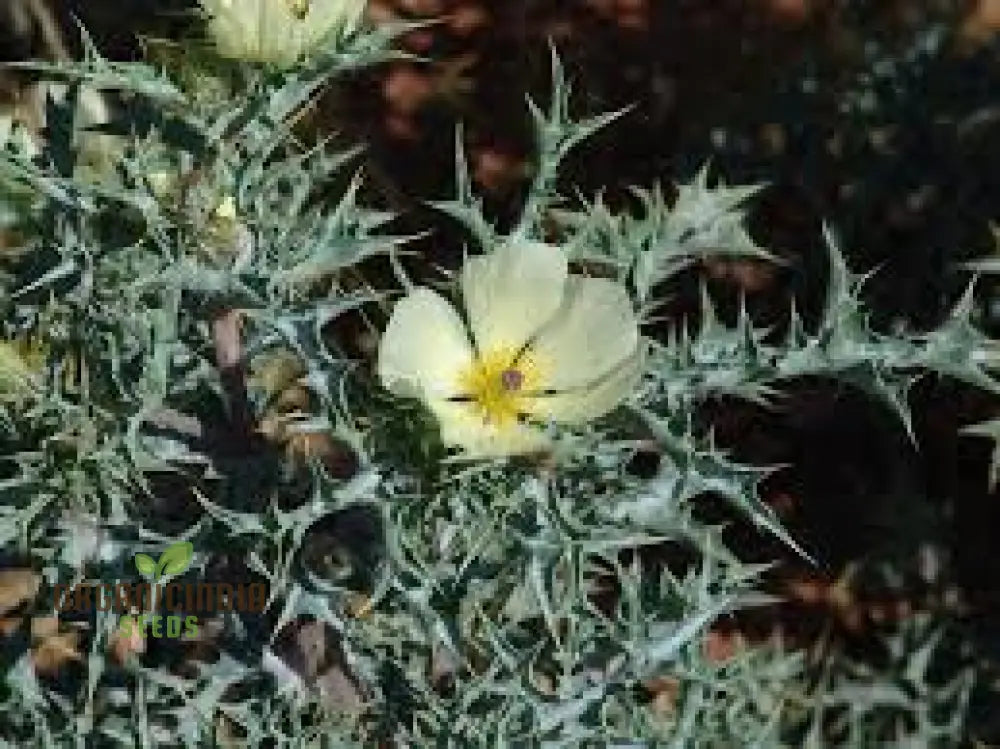 Argemone Ochroleuca Flower Seeds For Planting: Resplendent Yellow Prickly Poppy For Your Gardening