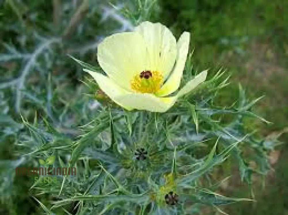 Argemone Ochroleuca Flower Seeds For Planting: Resplendent Yellow Prickly Poppy For Your Gardening