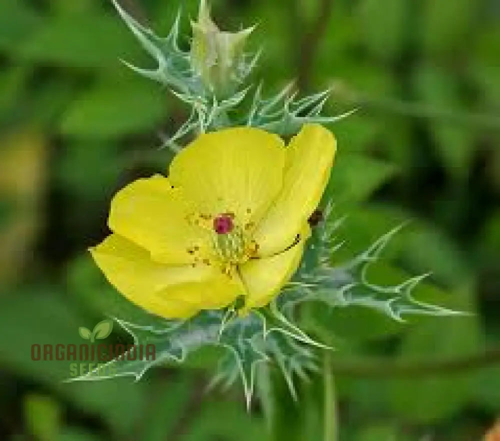 Argemone Subfusiformis Flower Seeds For Planting: Exquisite Gardening Marvel For Discerning Plant