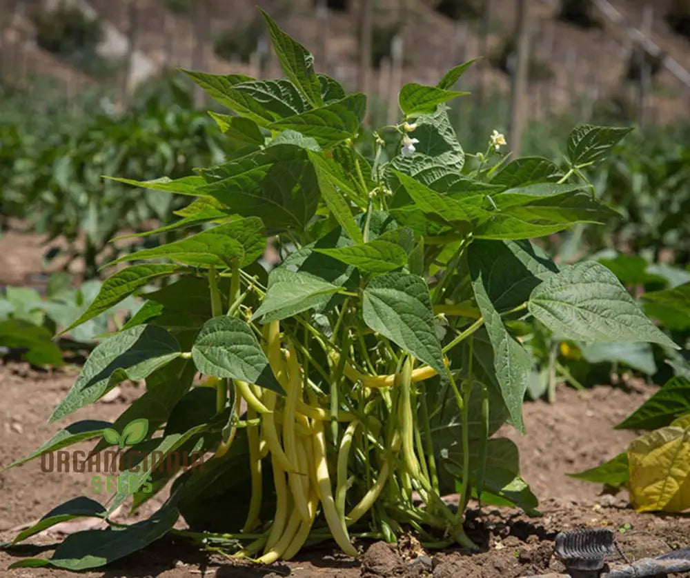 Arikara Yellow Bean Seeds For Planting - Heirloom Gardening Delight For Abundant Harvests’