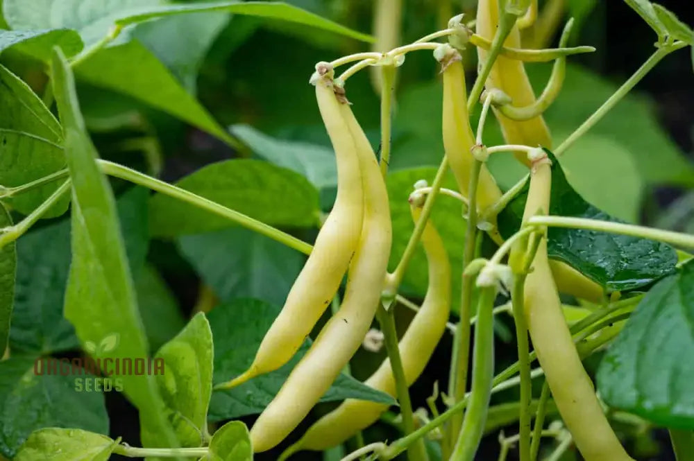 Arikara Yellow Bean Seeds For Planting - Heirloom Gardening Delight For Abundant Harvests’