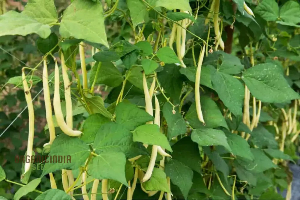 Arikara Yellow Bean Seeds For Planting - Heirloom Gardening Delight For Abundant Harvests’