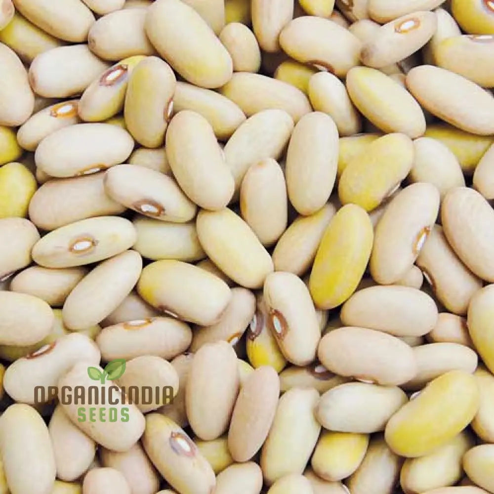 Arikara Yellow Bean Seeds For Planting - Heirloom Gardening Delight For Abundant Harvests’