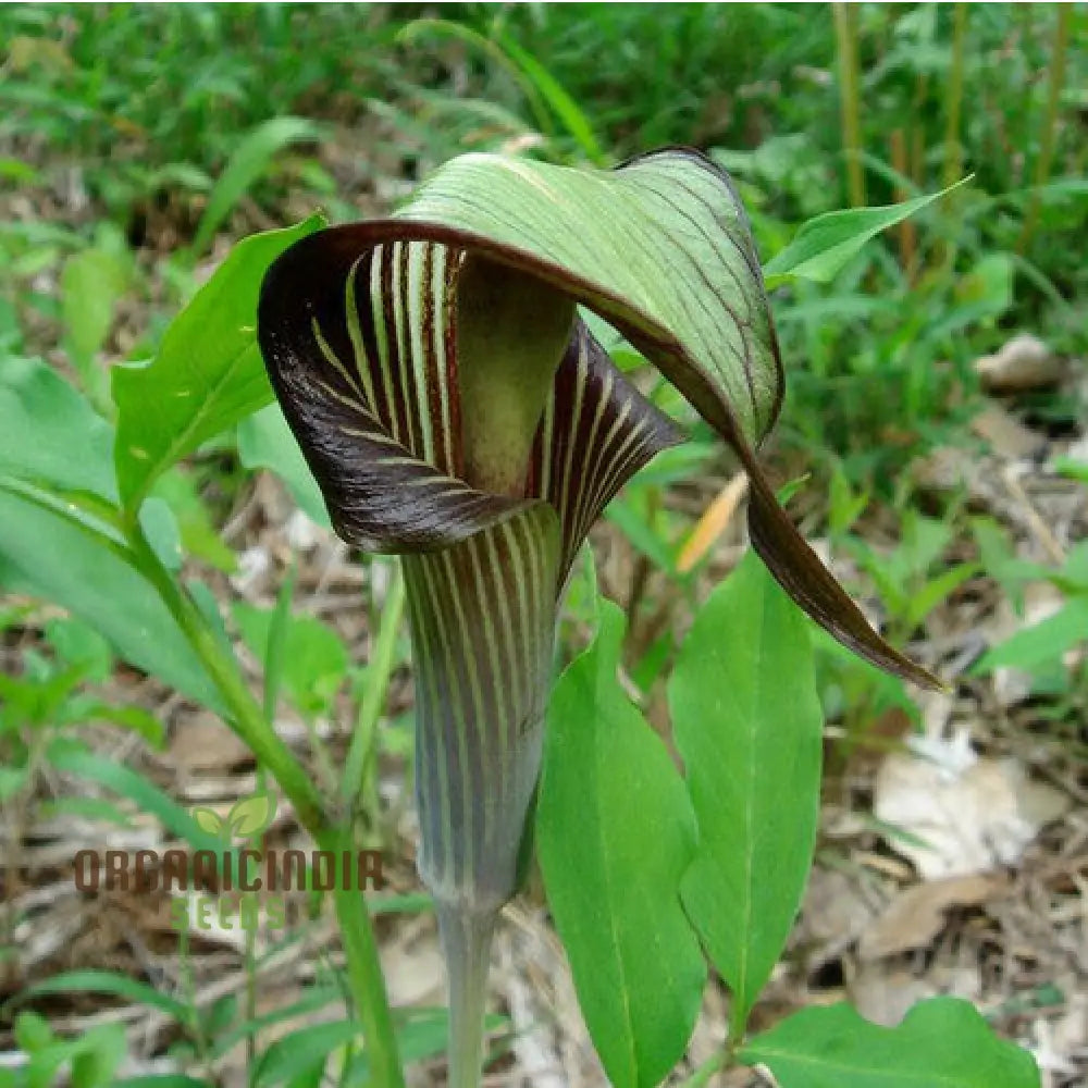 Arisaema Amurense Seeds For Planting: Exquisite Shade Garden Elegance For Enthusiasts Of Unique