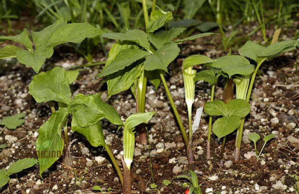 Arisaema Amurense Seeds For Planting: Exquisite Shade Garden Elegance For Enthusiasts Of Unique