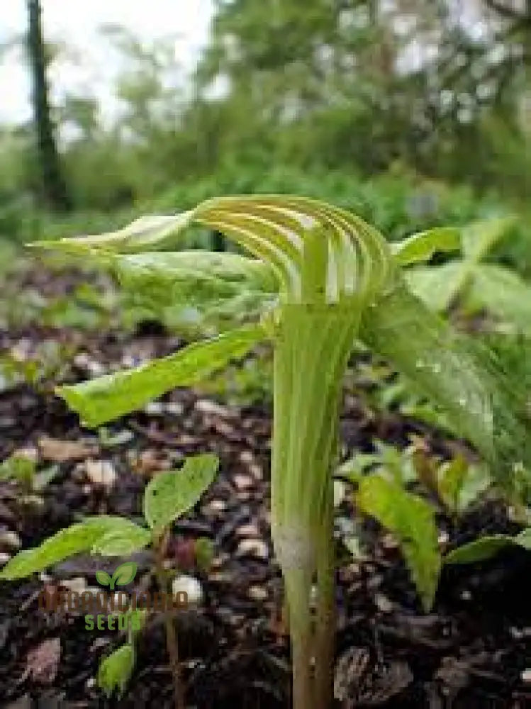 Arisaema Amurense Seeds For Planting: Exquisite Shade Garden Elegance For Enthusiasts Of Unique