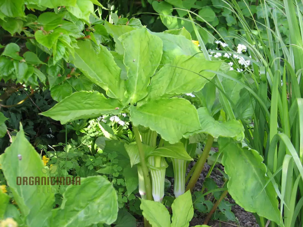 Arisaema Amurense Seeds For Planting: Exquisite Shade Garden Elegance For Enthusiasts Of Unique